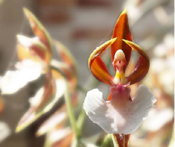 hoatuoi360-tim-hieu-nhung-loai-hoa-doc-la-tren-the-gioi-13